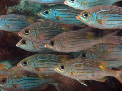 Schooling squirrel fish. Olympus C-8080 wide zoom / olymp... by Quentin Long 